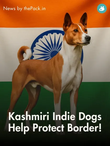 Celebrating our heroes. This post highlights the incredible story of how Kashmiri Indie dogs are helping the Indian armed forces protect our borders.