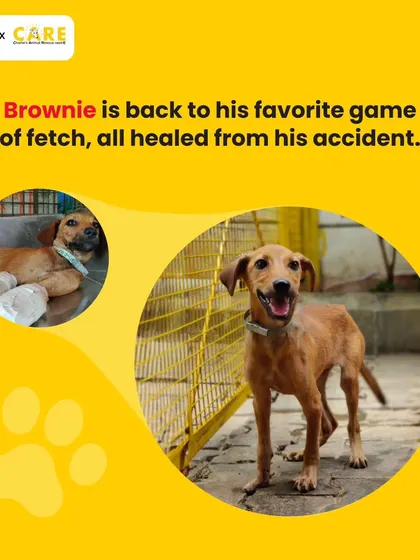 Brownie is back to his favorite game of fetch, all healed from his accident. Every recovery is a team effort.