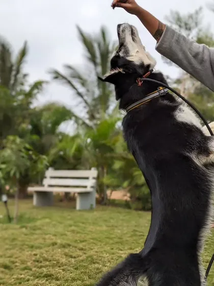 This is Gouda, an energetic Goberian, engaged in a fun training session with one of our team members. We believe in making learning enjoyable, using positive methods to build skills and confidence.