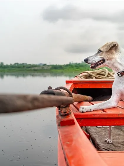 An Indie dog on a boat ride on the Yamuna Ghat in Delhi. Adventure sessions like this create truly unique and memorable photos.