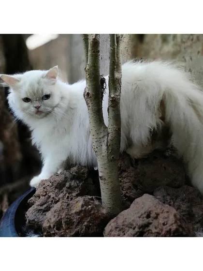 Exploring the terrain. This white cat navigates the rocks and tree elements we've included in the catio to provide a more natural and engaging landscape.