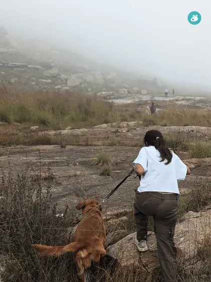 A Golden Retriever and his parent navigate a rocky, misty trail. Our treks are designed to be a sensory adventure for your dog, stimulating their mind and body.