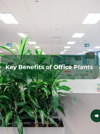 This image highlights the key benefits of having plants in the office. The lush Dracaena plant shown here is not just decorative; it contributes to a healthier, less stressful, and more welcoming environment for both employees and visiting clients.