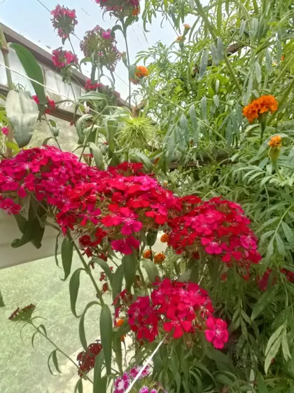 A gallery of the many different flowers I have successfully grown, showing a wide range of colors and types.