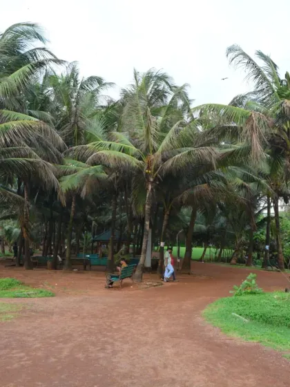 A grove of coconut trees provides shade and a tropical feel to the park. This is one of the many natural havens within PDP where people can relax and connect with nature.