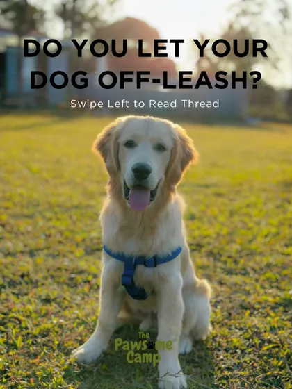 Every dog deserves the joy of running free. We provide a safe and controlled environment for your dog to experience true off-leash freedom.