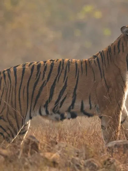 A tiger scent marking a tree, an essential form of communication in the jungle. Capturing these behavioral details adds a rich layer of storytelling to your wildlife portfolio.