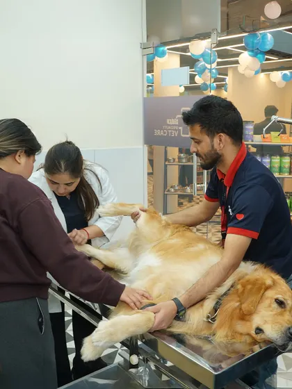 A Golden Retriever receives a thorough examination from our veterinary team. Our examination tables and facilities are designed to accommodate pets of all sizes comfortably and safely.