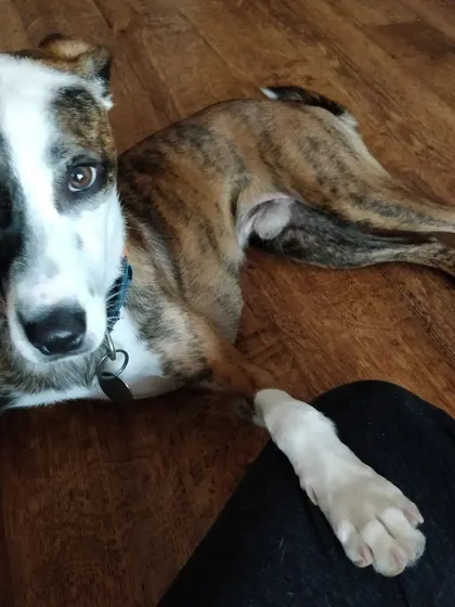 Coffee putting his paw on me, a simple gesture of trust and friendship.