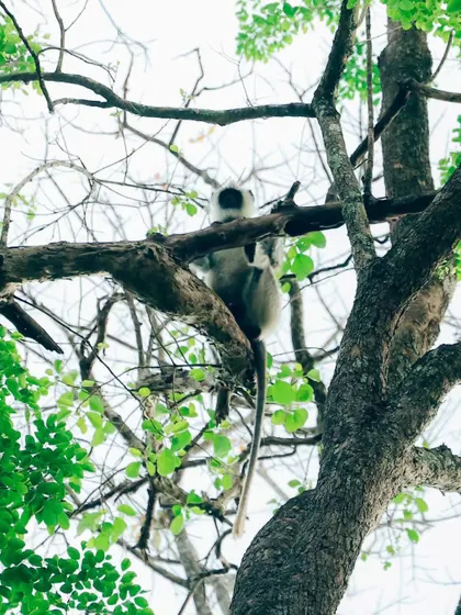 A langur monkey perched high on a tree branch, looking down. This shot captures the animal in its preferred arboreal environment. This is a duplicate of ID 61.