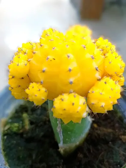 A bright yellow Moon Cactus. These popular cacti are a great way to add cheerful color to your indoor garden.