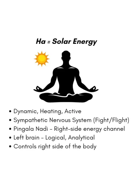 "Ha" represents our solar energy. It is dynamic, heating, and active, linked to the sympathetic nervous system (fight or flight), the left brain, and the Pingala Nadi.