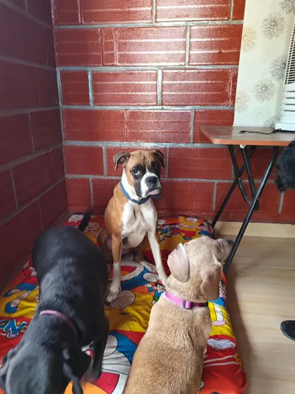 A Boxer holds court with a couple of smaller friends. In my open-hosting system, dogs of different breeds and sizes learn to socialize respectfully, building their confidence and social skills.