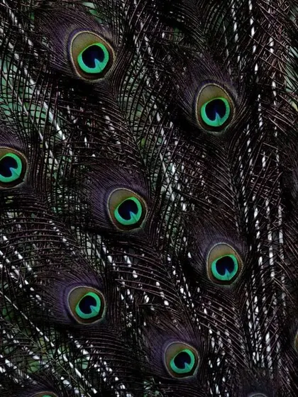 Another perspective on the peacock's feathers. This macro shot captures the fine details and iridescent colors of the eyespots, showcasing the intricate beauty of nature's design.