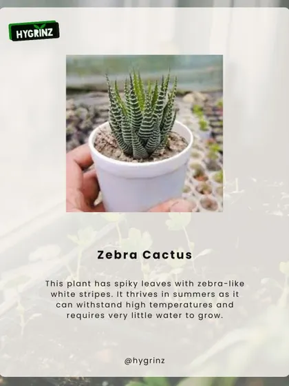 The Zebra Cactus is a striking succulent with zebra-like stripes. It thrives in summer, requires very little water, and is perfect for beginners.