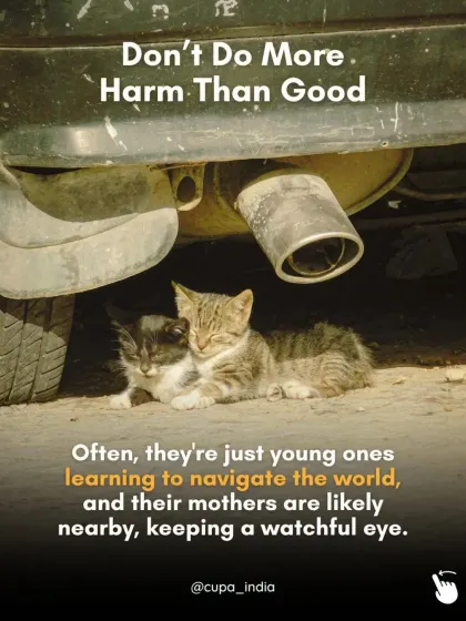 Don't do more harm than good. Often, young puppies or kittens you see alone are just exploring, with their mother watching from nearby. Removing them can be detrimental.