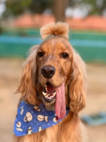 A close-up of Posto's happy face and his stylish top-knot. He's a true trendsetter.