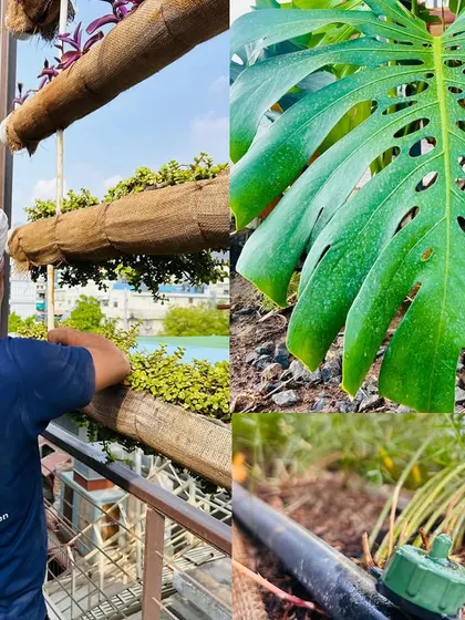Our commitment is to a greener future. This collage shows our team maintaining a large-scale vertical garden, a close-up of a healthy Monstera leaf, and the smart drip irrigation system we use to conserve water.