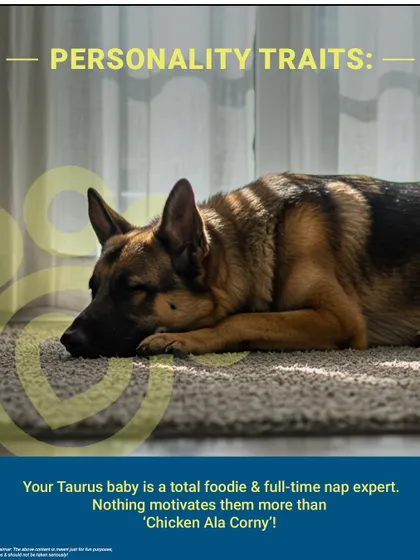 Pet Horoscope: Your Taurus baby is a total foodie and a full-time nap expert. Nothing motivates them more than a bowl of 'Chicken Ala Corny'!
