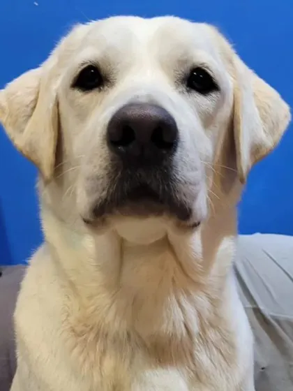 A serious-looking Labrador. They can be goofy one moment and regal the next.