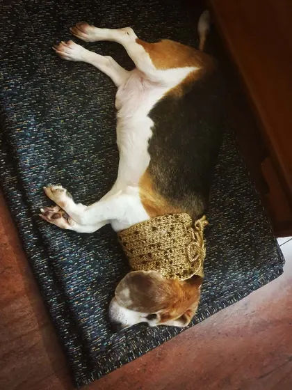 This is Alexander, a senior beagle who spent over eight years in a lab. I specialize in helping rescue dogs with traumatic pasts, providing gentle care for issues like his spondylosis and showing them what it means to be loved and comfortable.
