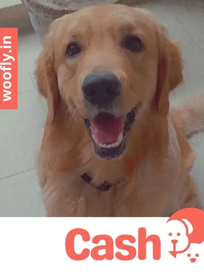 Cash the Golden Retriever is another one of my happy clients. A clean dog is a happy dog, and I love being a part of that.