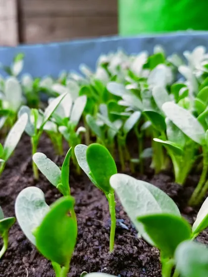Young fenugreek seedlings sprouting up in a container. Growing microgreens and leafy vegetables like this is a quick and easy way to get started with urban farming.