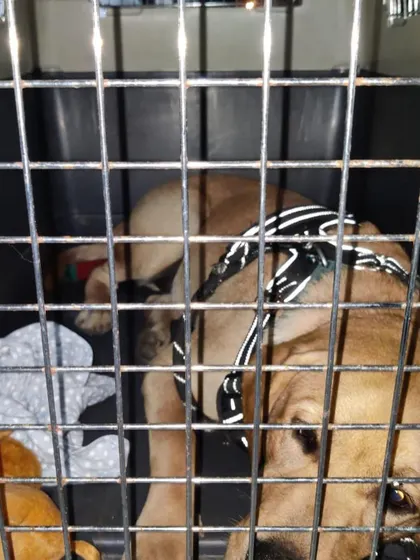 A close-up view shows the pet resting inside the sturdy, well-ventilated IATA-compliant travel crate.