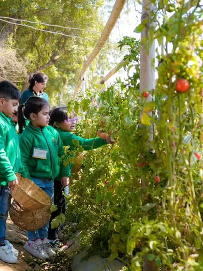A group of students gets a close look at the tomato vines, learning to spot the ripe ones. It's a fun and colorful lesson in agriculture.
