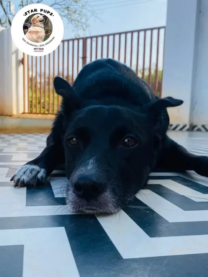A moment of rest for this sweet black dog. After playtime and walks, we have plenty of cool, clean floor space for the dogs to chill out.