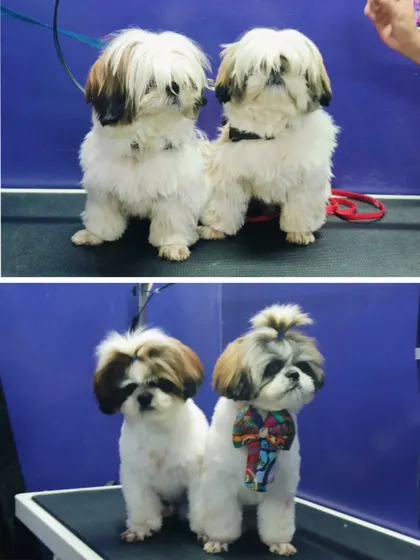 Another shot of the adorable duo, Roly and Soda, post-grooming.