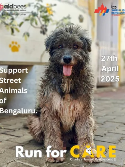Run for CARE! Matty encourages everyone to support the street animals of Bengaluru by participating in the TCS World 10K on April 27th. Your steps can make a real difference.