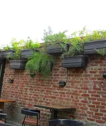 This project at Pub Factory in Gurgaon involved adding greenery to their rooftop and outdoor areas, using large date palms, topiary trees, and wall-mounted planters to create a rustic, green ambiance.