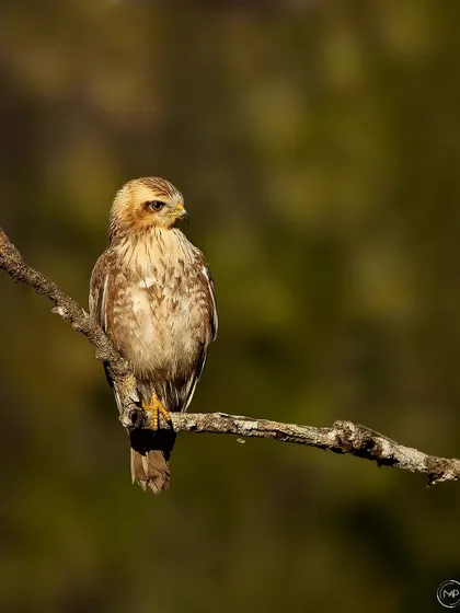 A juvenile buzzard, possibly a Common or White-eyed Buzzard, basking in the warm morning light in Bhadra Tiger Reserve.