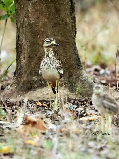 A wider shot of the Eurasian Thick-knee family. Here you can see the adult standing guard while the chick explores nearby. It is a wonderful story of parental care in the wild.