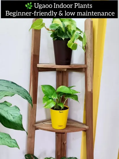 If you are new to gardening, Amazon has some great essentials to get you started. These Ugaoo indoor plants are beginner-friendly and low maintenance.