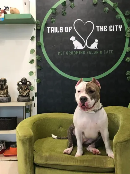Avni the American Bully is looking strong and confident after her grooming. Even short-coated breeds benefit from regular baths and skin care.