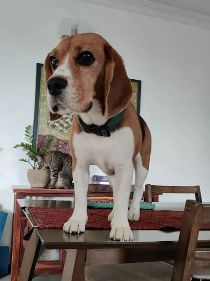 Rossi the beagle, king of the dining table. His playful antics always keep me entertained. I'm experienced in managing curious and high-energy dogs.