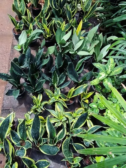 We have a wide variety of air-purifying Sansevieria in stock. You can see different types here, from the silvery Moonshine to the bird's nest Hahnii.