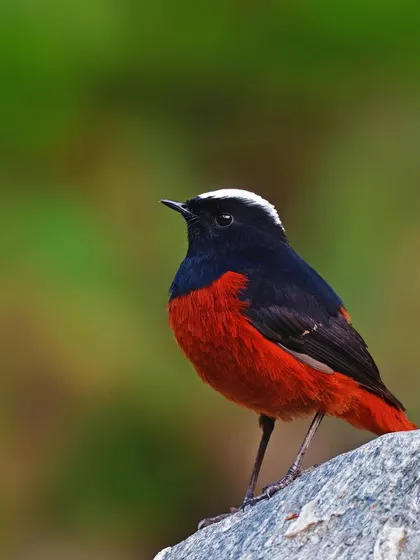 A White-capped Redstart stands alert on a grey rock. The simple, clean composition against a soft green background highlights the bird's striking colors.