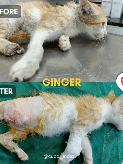 This kitten, Ginger, was brought in with a badly injured leg. After surgery and recovery time at our center, he is now healing well.