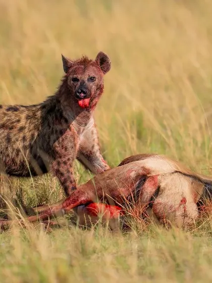 The blood-soaked hyena stands over its kill. After 20 minutes of agony, the wildebeest finally breathed its last.
