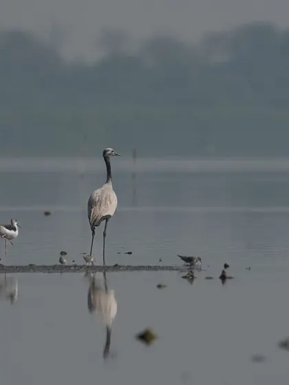 A lone Demoiselle Crane, known as 'Kurjan' in Rajasthan, standing among other waders at Najafgarh Lake.