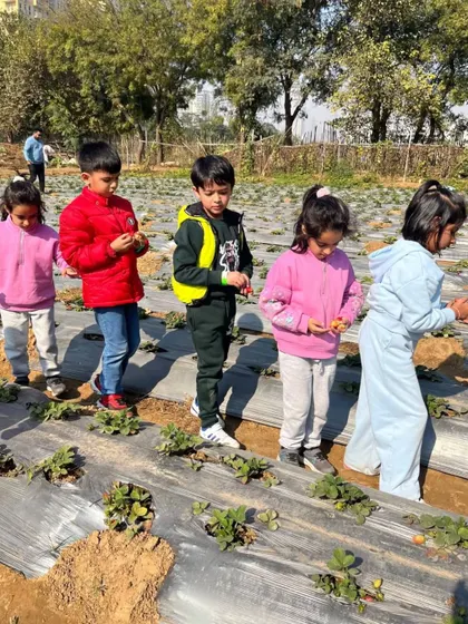 A line of children carefully making their way through the strawberry patch. This guided activity is safe and fun for kids of all ages.