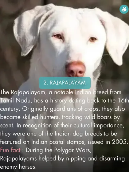 The Rajapalayam from Tamil Nadu is a historic breed, once used to track wild boars and even featured on Indian postal stamps in 2005.