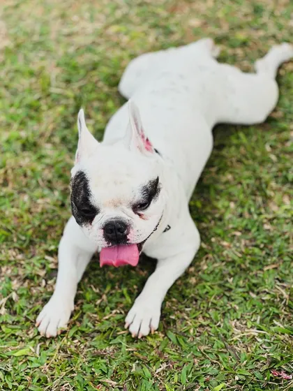 A happy and relaxed Frenchie enjoying his vacation. We make sure every boarding dog feels right at home.