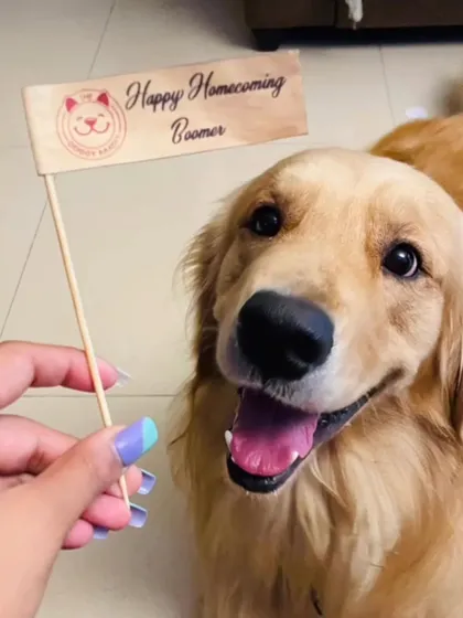 A happy homecoming for Boomer. Our custom flags and small treats are perfect for celebrating milestones like bringing a new pet home or a recovery from illness.