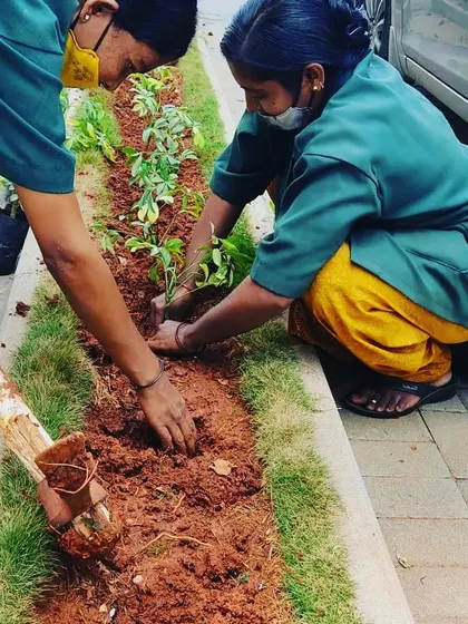 Our gardeners are carefully planting new saplings in a prepared garden bed. This is part of our service to refresh garden beds, introduce new plants, or replace seasonal varieties.