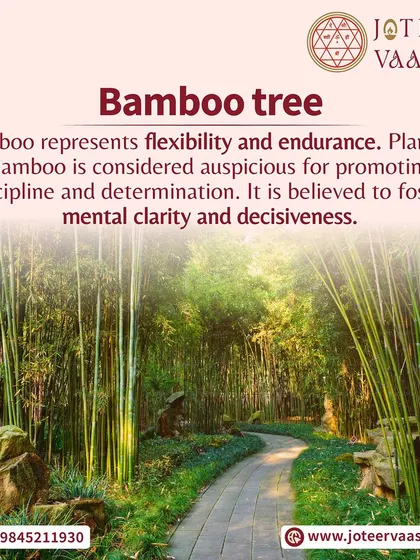 The Bamboo tree represents flexibility and endurance. Planting bamboo is considered auspicious for promoting discipline, determination, mental clarity, and decisiveness.