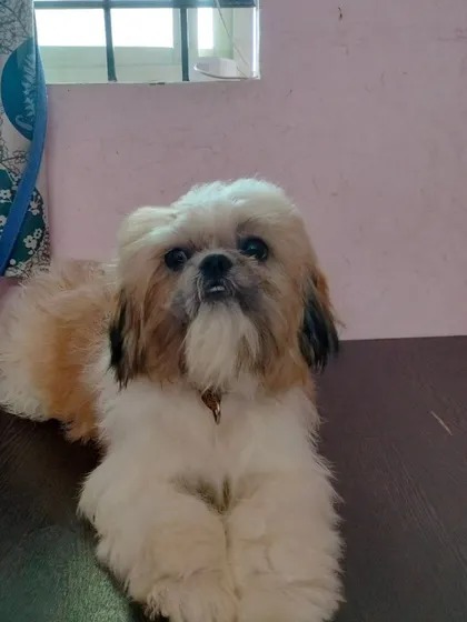 This Shih Tzu is looking fresh and clean after its full grooming service.